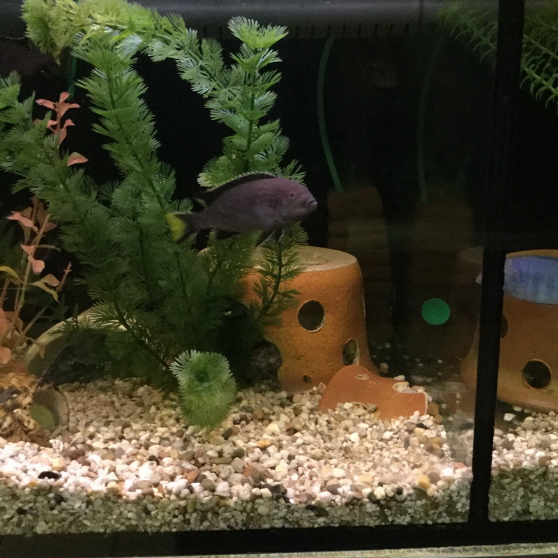 Pseudotropheus acei Ngara Pseudotropheus acei Ngara