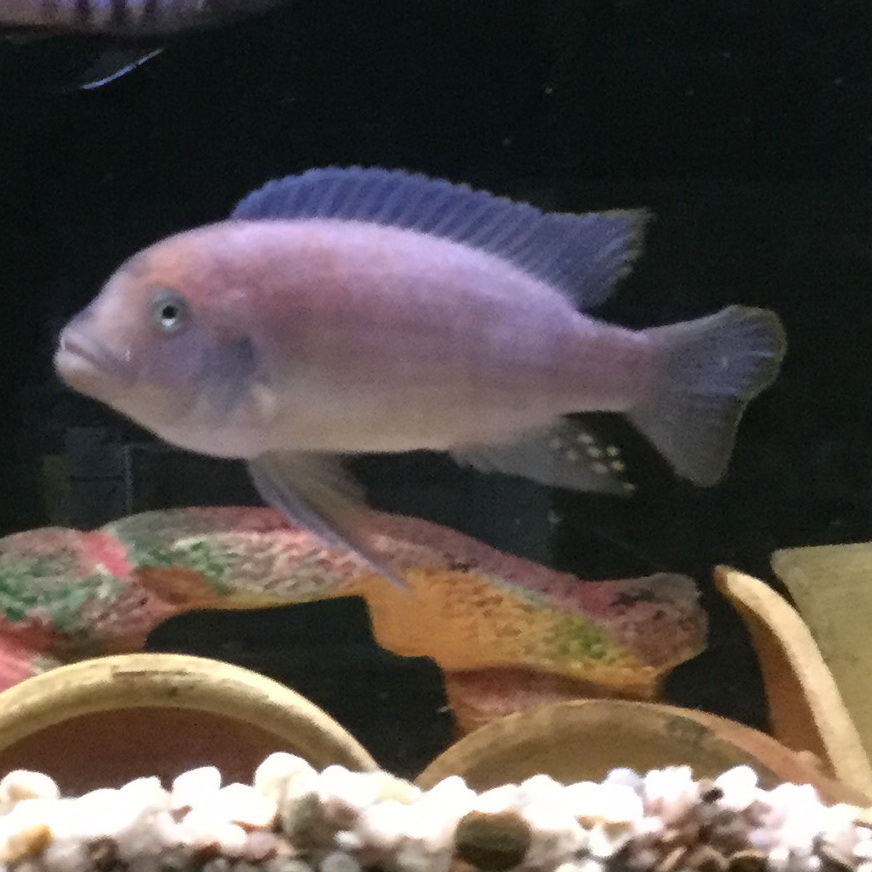 Pseudotropheus zebrablue chilumba Pseudotropheus zebrablue chilumba