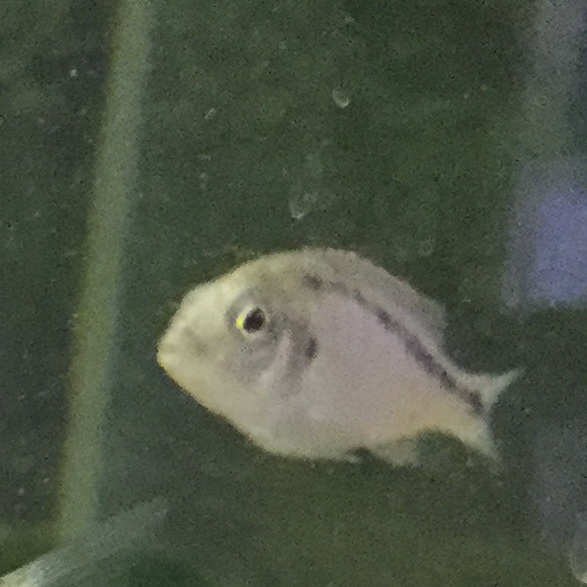 Mylochromis plagiotaenia Mylochromis plagiotaenia