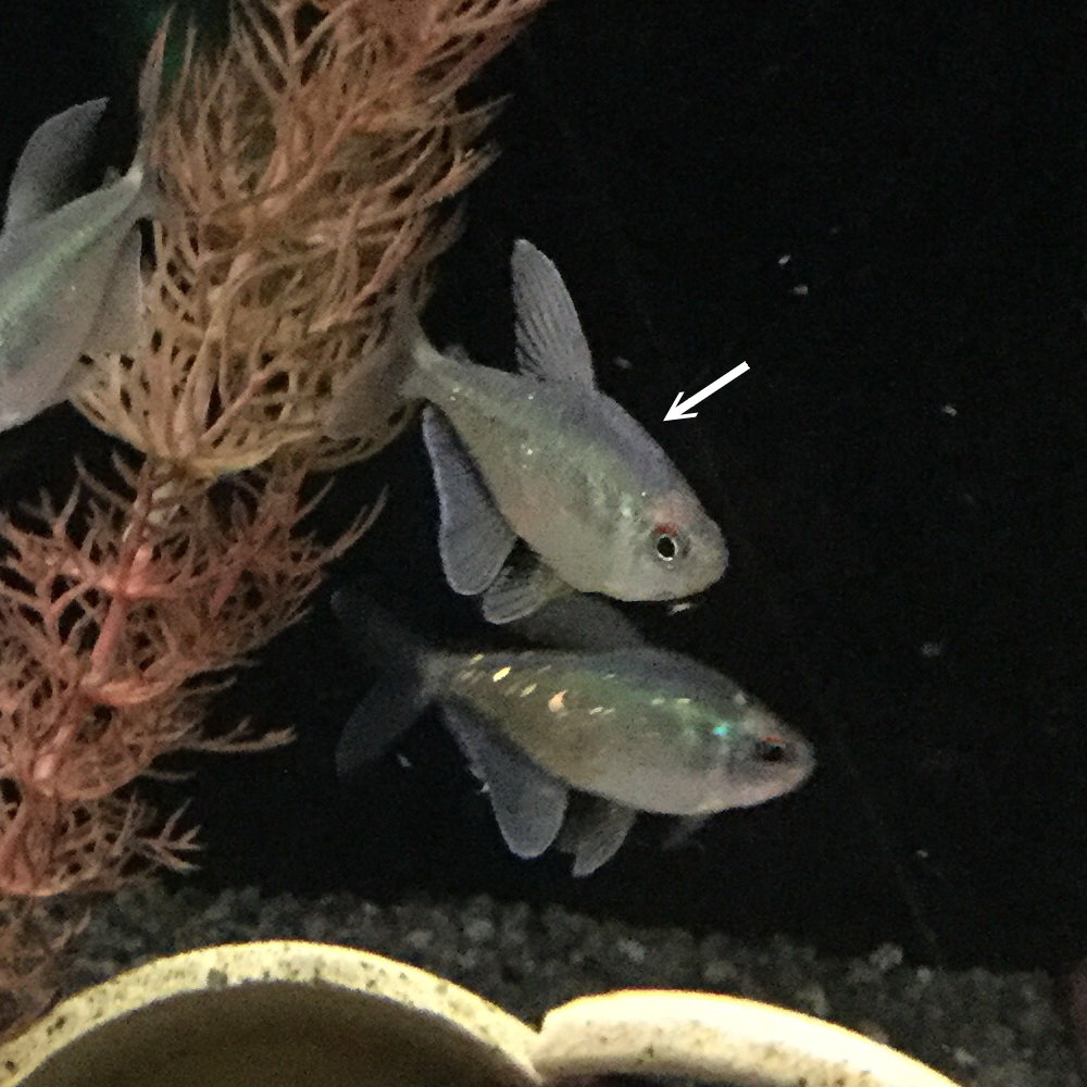 Brillantsalmler Brillantsalmler
