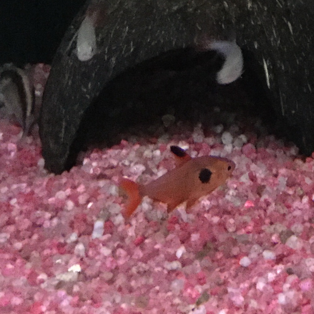 Roter Phantomsalmler Roter Phantomsalmler