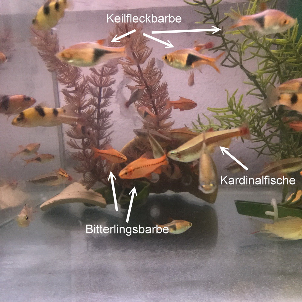 Bitterlingsbarbe Bitterlingsbarbe