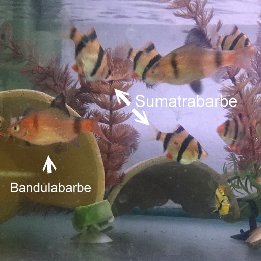 Bandulabarbe Bandulabarbe