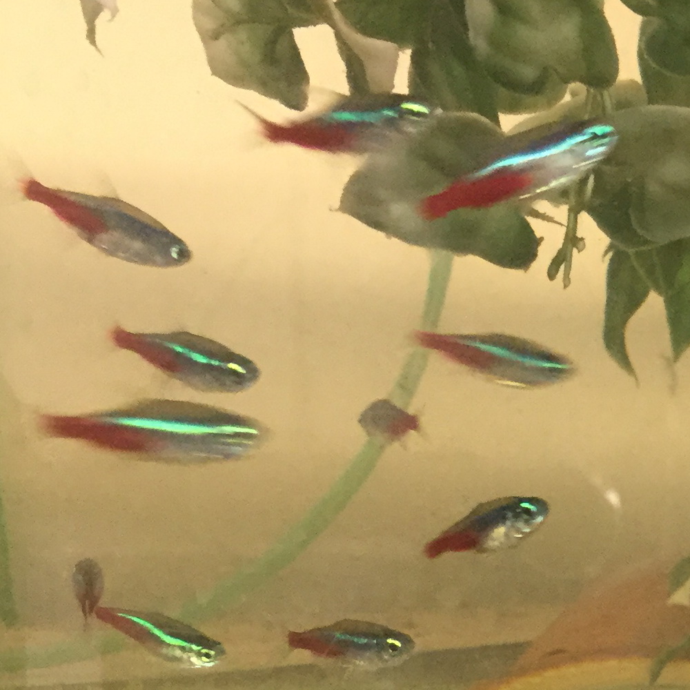 Neonsalmler Neonsalmler